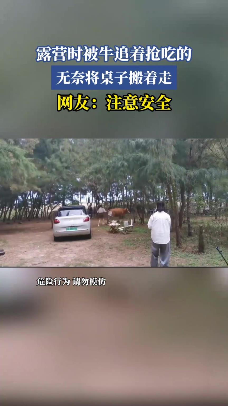 露營時被牛追著搶吃的，無奈將桌子搬著走，網(wǎng)友：注意安全