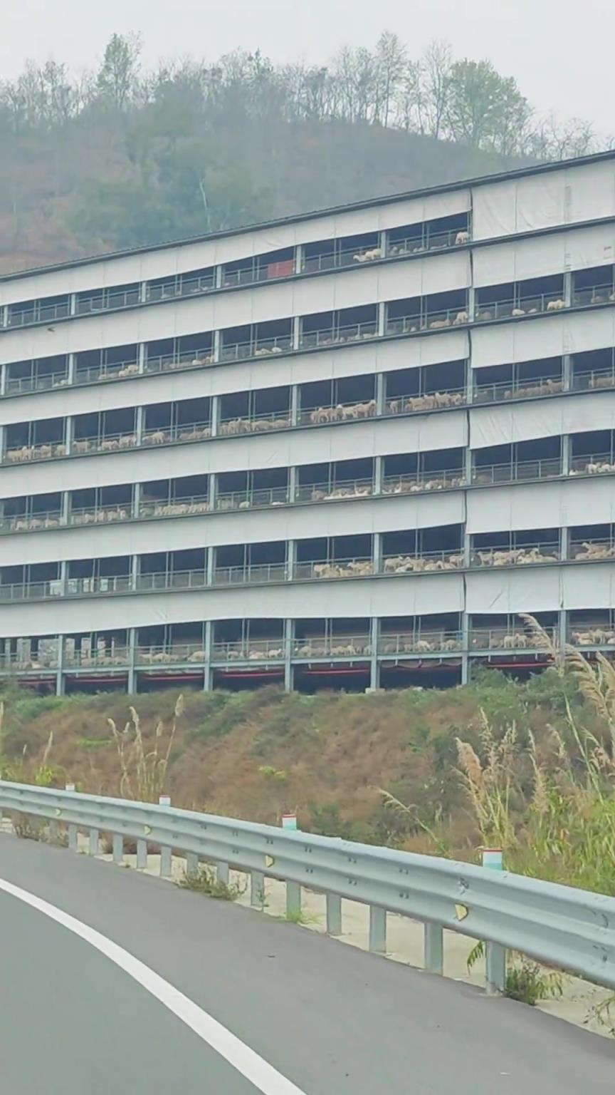 你吃的羊肉串这辈子可能都没有接触过土地