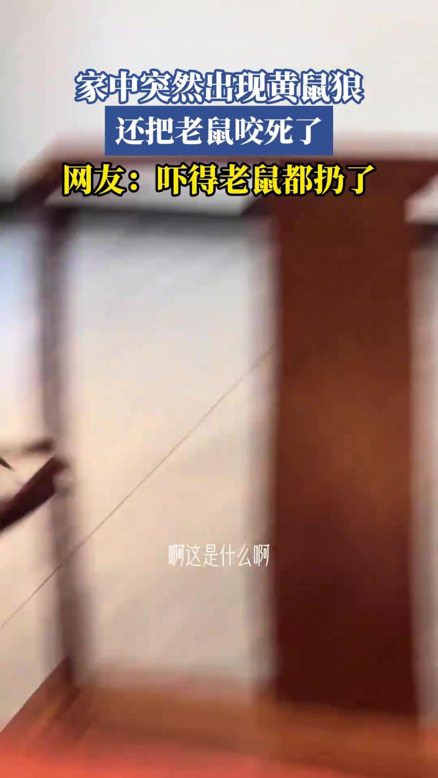家中突然出現(xiàn)黃鼠狼，還把老鼠咬死了，網(wǎng)友：嚇得老鼠都扔了