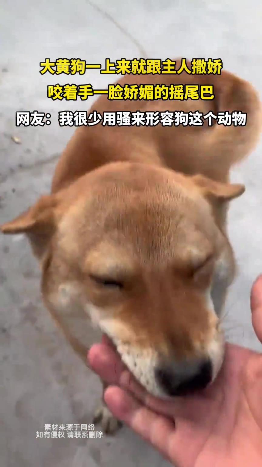 大黄狗一上来就跟主人撒娇，咬着手一脸娇媚的摇尾巴