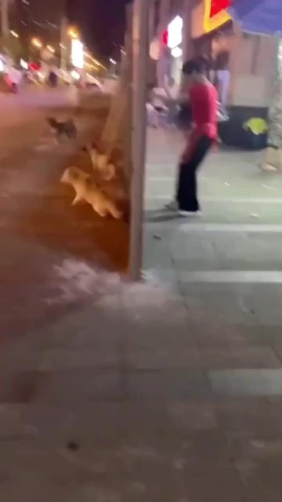 她怎么连流浪狗都要耍啊...