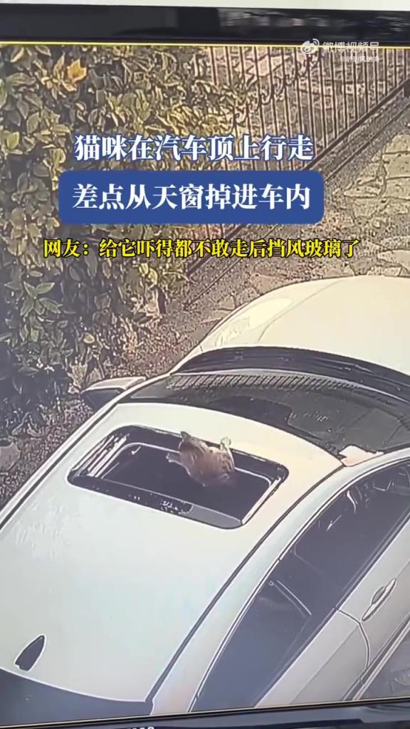 猫咪在汽车顶上行走，差点从天窗掉进车内！