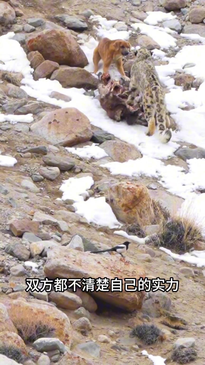 狗子回去吹噓：豹子一般般不是厲害。
