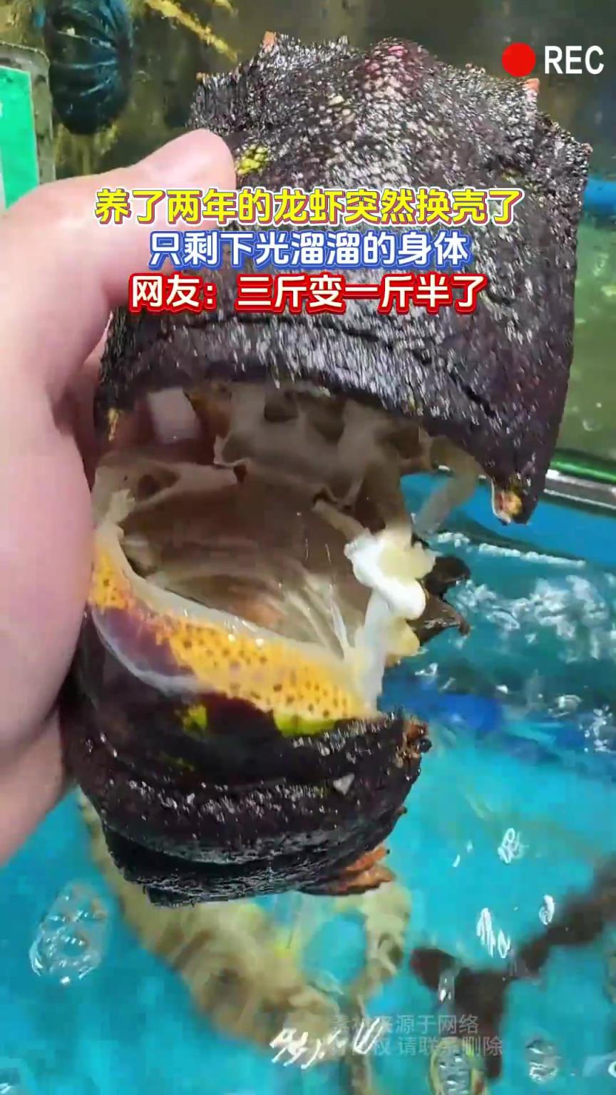 养了两年的龙虾突然换壳了，只剩下光溜溜的身体