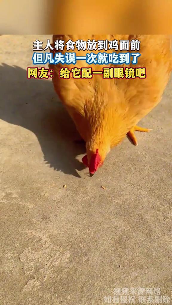 主人将食物放到鸡面前 但凡失误一次就吃到了