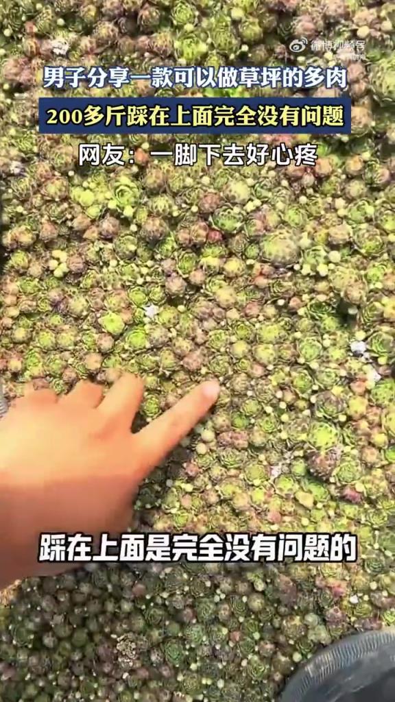 男子分享一款可以做草坪的多肉，200多斤踩在上面完全没有问题！