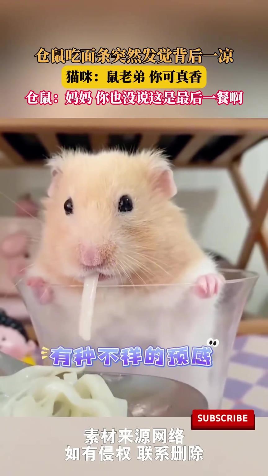 仓鼠：妈妈你也没说这是我最后一餐啊！