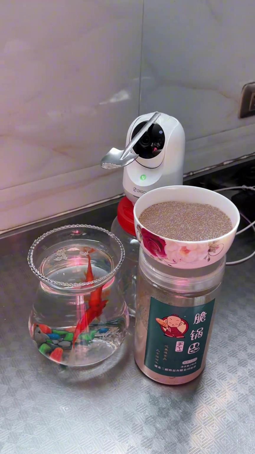 要去出差一个月，于是研发了这款远程喂鱼神器！！！