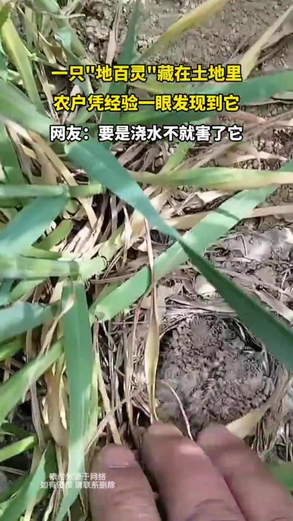 一只地百灵藏在土地里，农户凭经验一眼发现到它