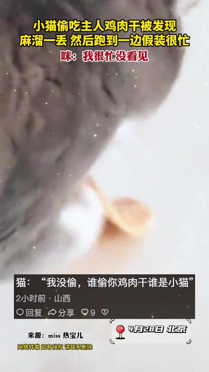小猫偷吃主人鸡肉干被发现，麻溜一丢假装很忙