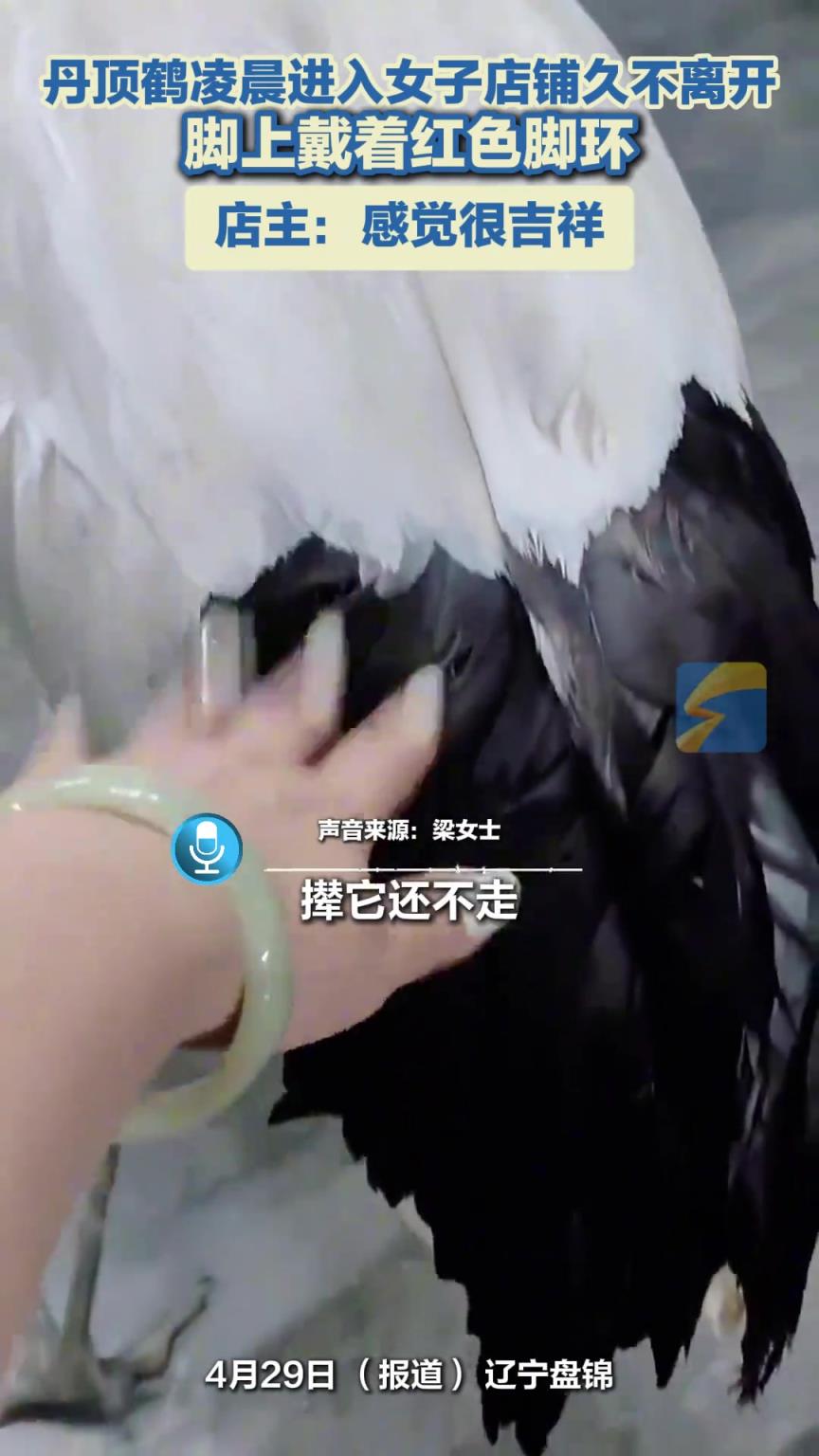 丹顶鹤凌晨进入女子店铺久不离开，脚上戴着红色脚环