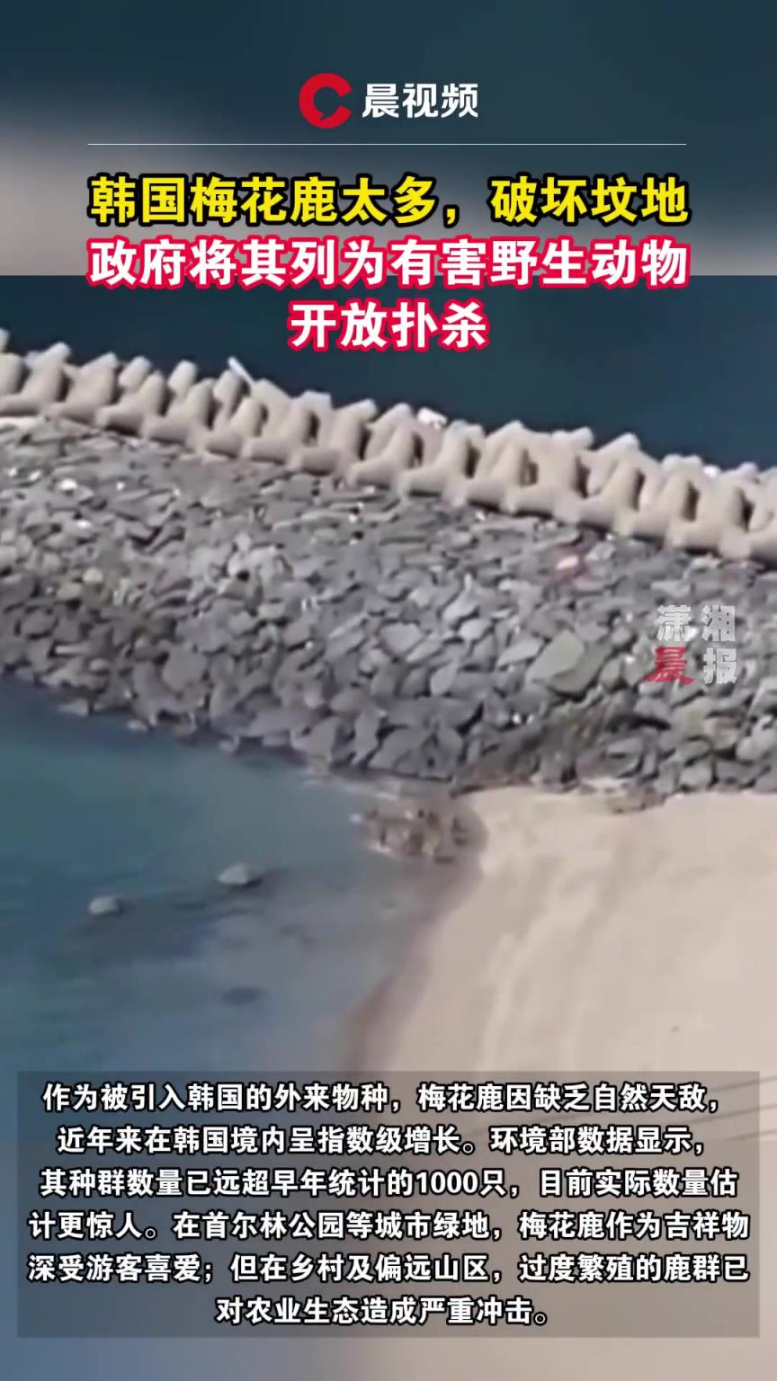 韩国将梅花鹿列为有害野生动物