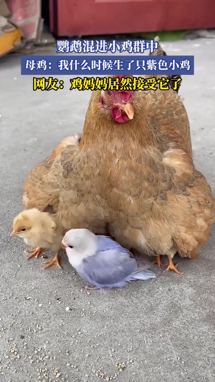 鸚鵡混進(jìn)小雞群中，母雞：我什么時候生了只紫色小雞