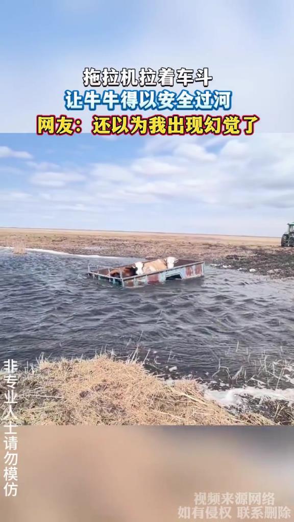 拖拉机拉着车斗,让牛牛得以安全过河,网友:还以为我出现幻觉了!!