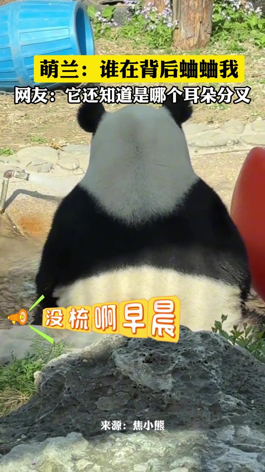 大熊猫：谁在背后蛐蛐我，我只不是不会说话，又不是听不懂
