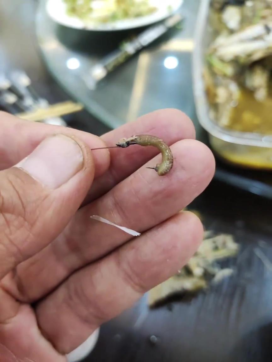 这鱼一看就是新鲜的，鱼钩蚯蚓都还在嘴里