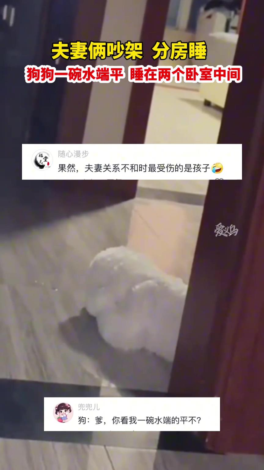 夫妻吵架分房睡，狗子一碗水端平睡两卧室中间