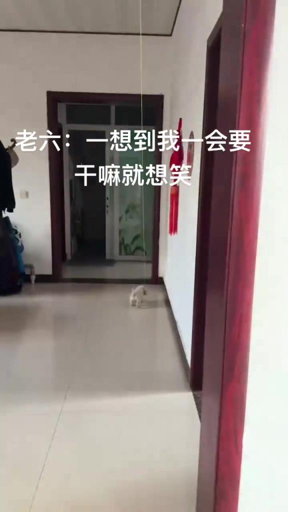 上一秒还在欣慰狗子长大了会玩玩具了，下一秒就被袭击