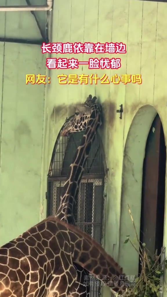长颈鹿依靠在墙边 看起来一脸忧郁