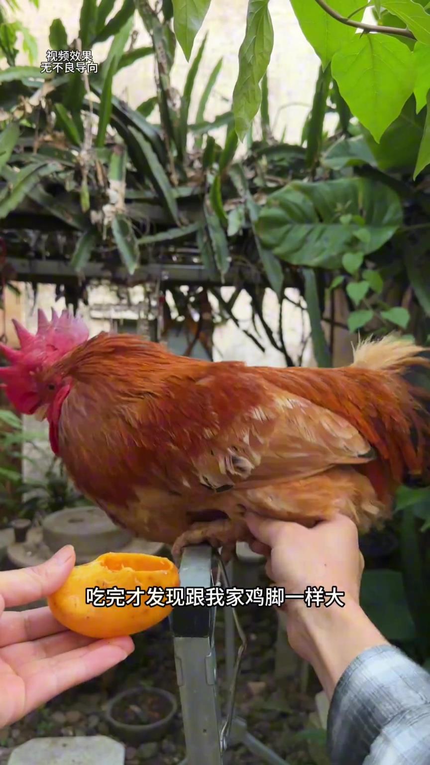 公鸡：我也是穿上新鞋了，就是有点脚滑