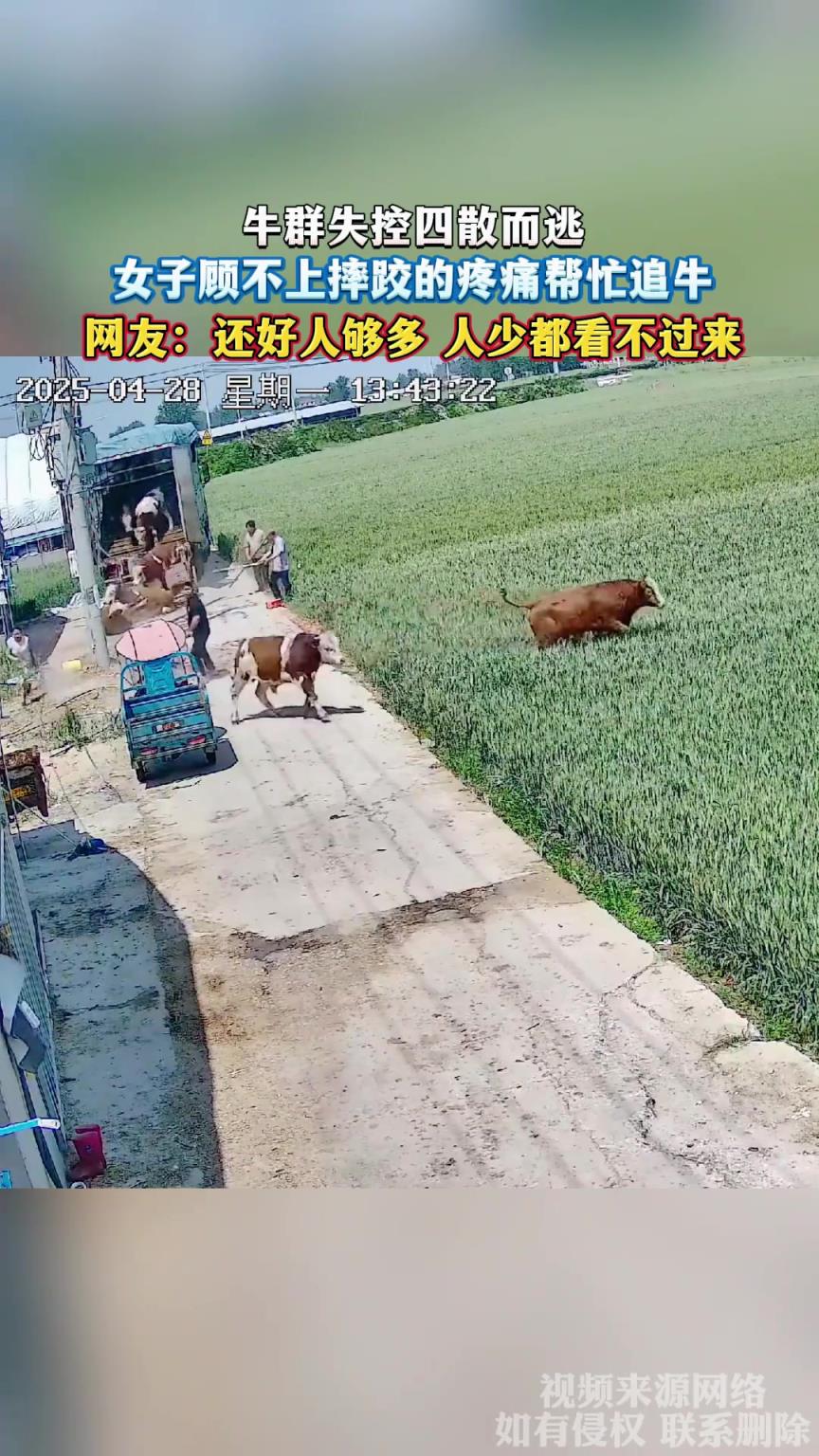 牛群失控四散而逃，女子顧不上摔跤的疼痛幫忙追牛