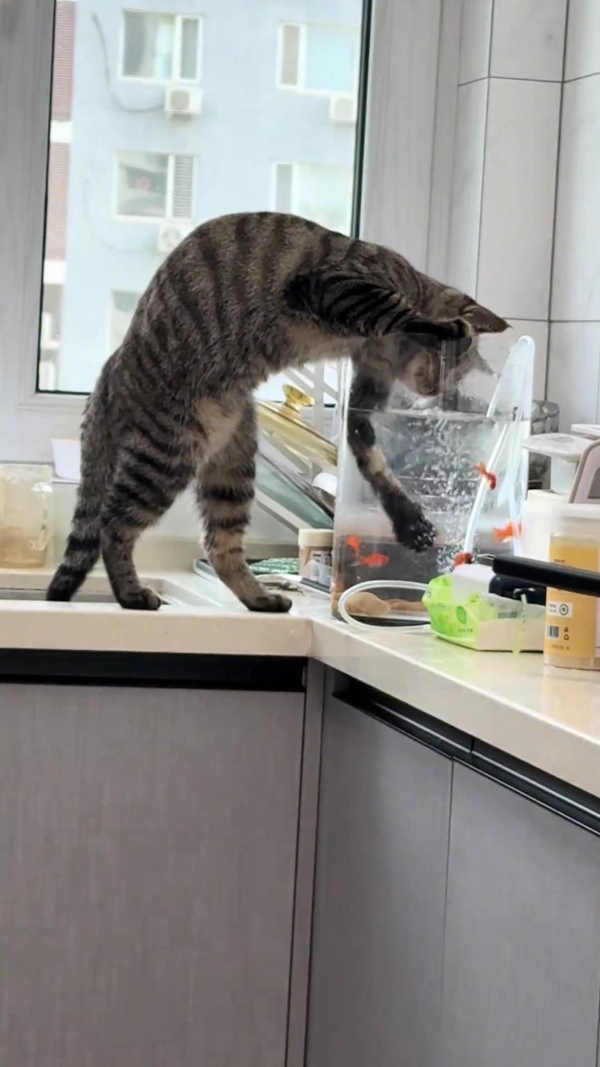 回家看到这一幕，感觉天塌了，猫没有偷摸吃两只吧