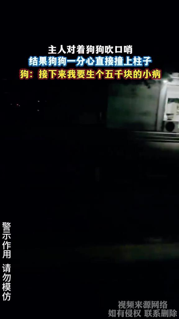 主人对着狗狗吹口哨 结果狗狗一分心直接撞上柱子
