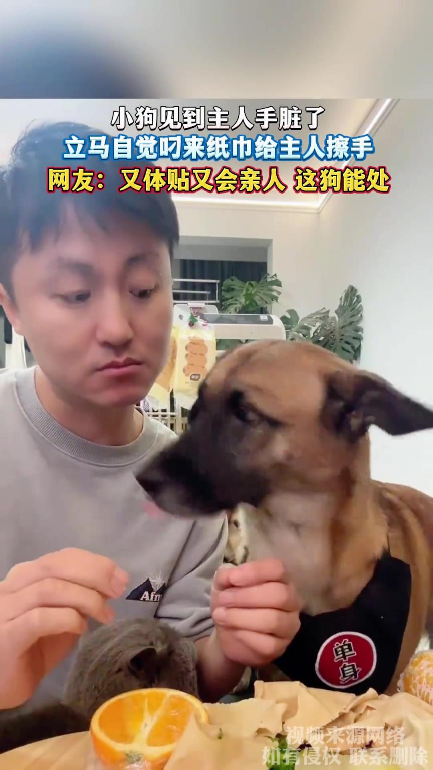 小狗見到主人手臟了，立馬自覺叼來紙巾給主人擦手