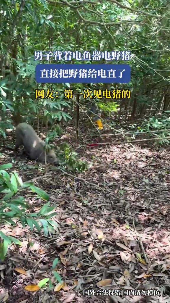 男子背着电鱼器电野猪,直接把野猪给电直了!!!