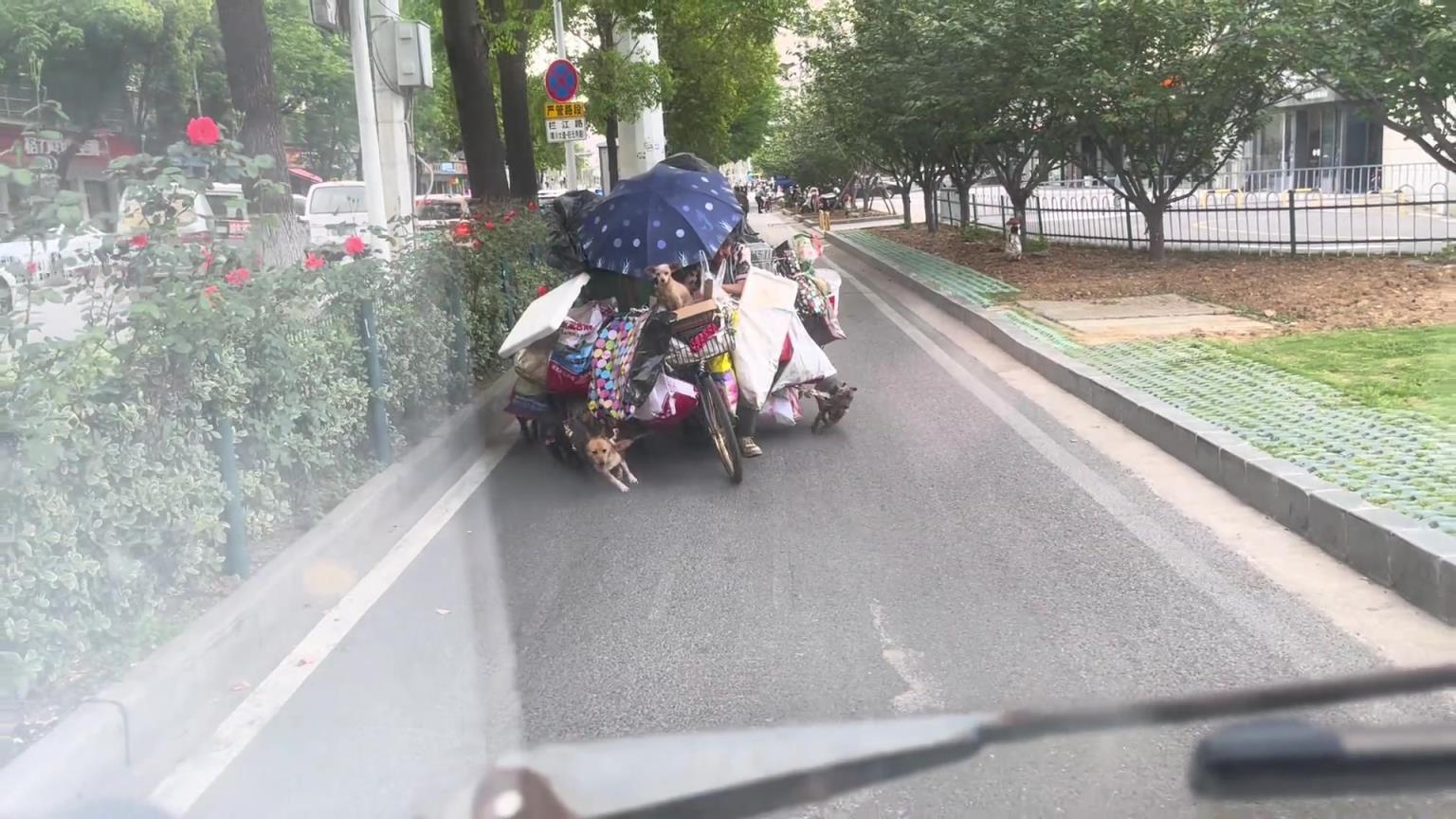 小狗真卖力的拉车!!!