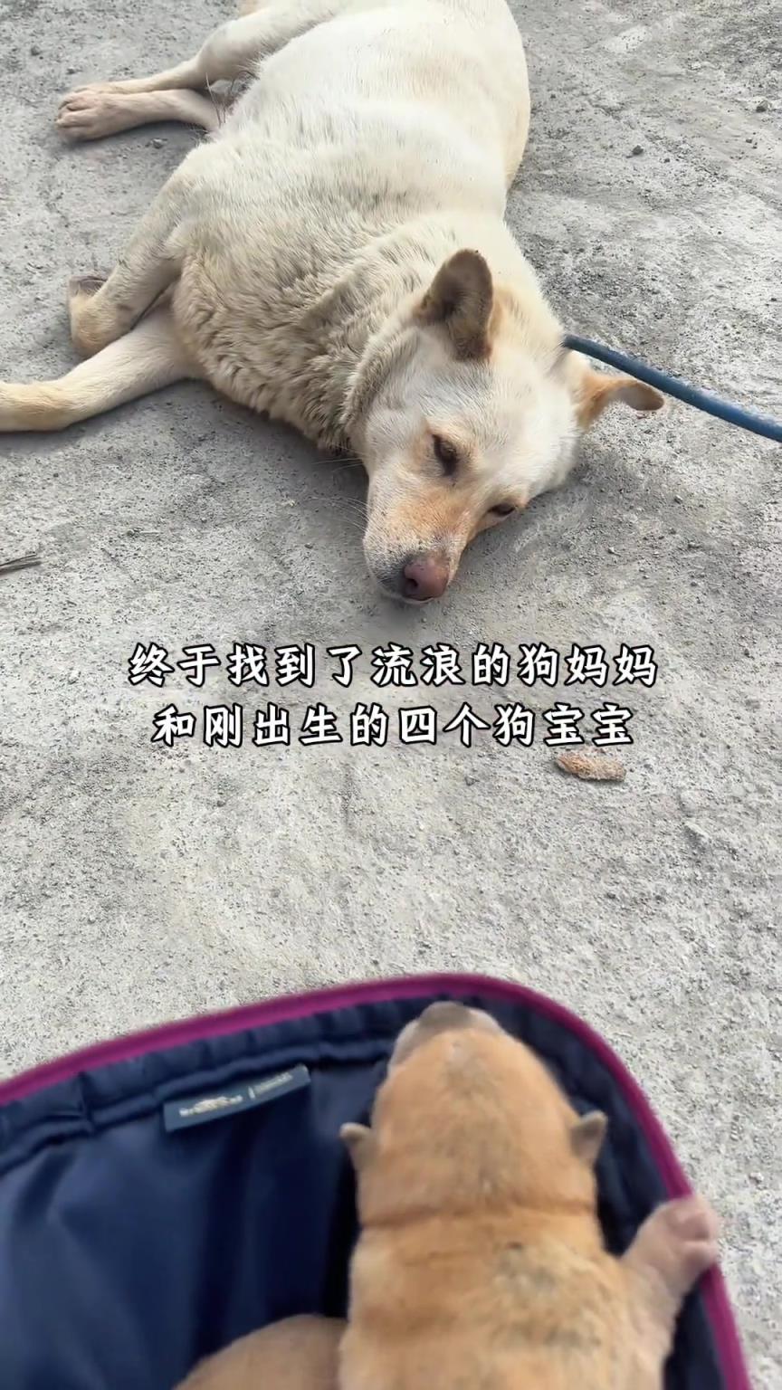 这狗子可以哦，你抓它仔它都不咬你！