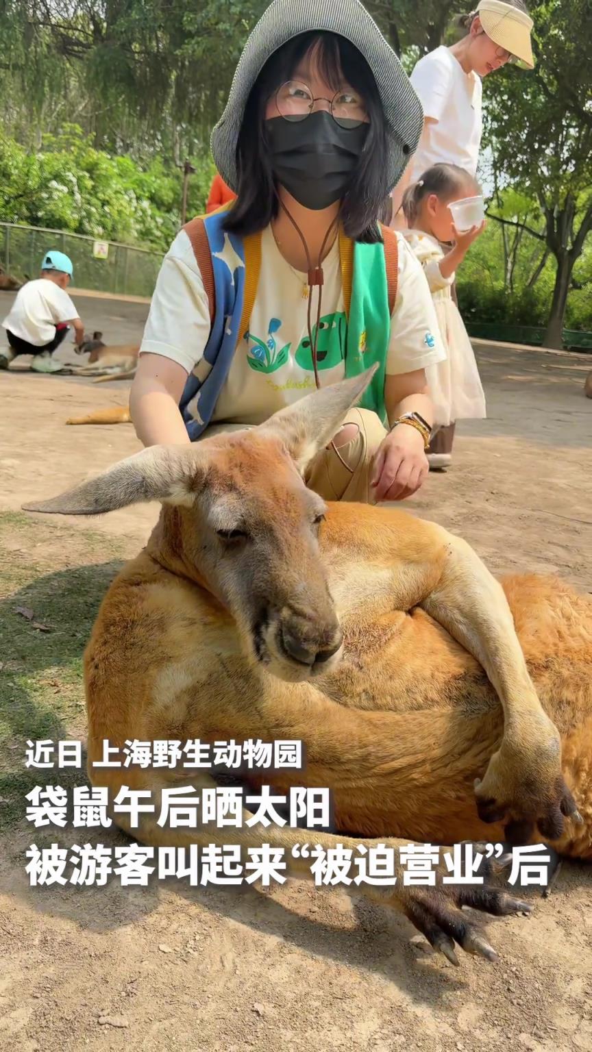 可爱一幕！野生动物园袋鼠午后晒太阳，被游客叫起来“被迫营业”