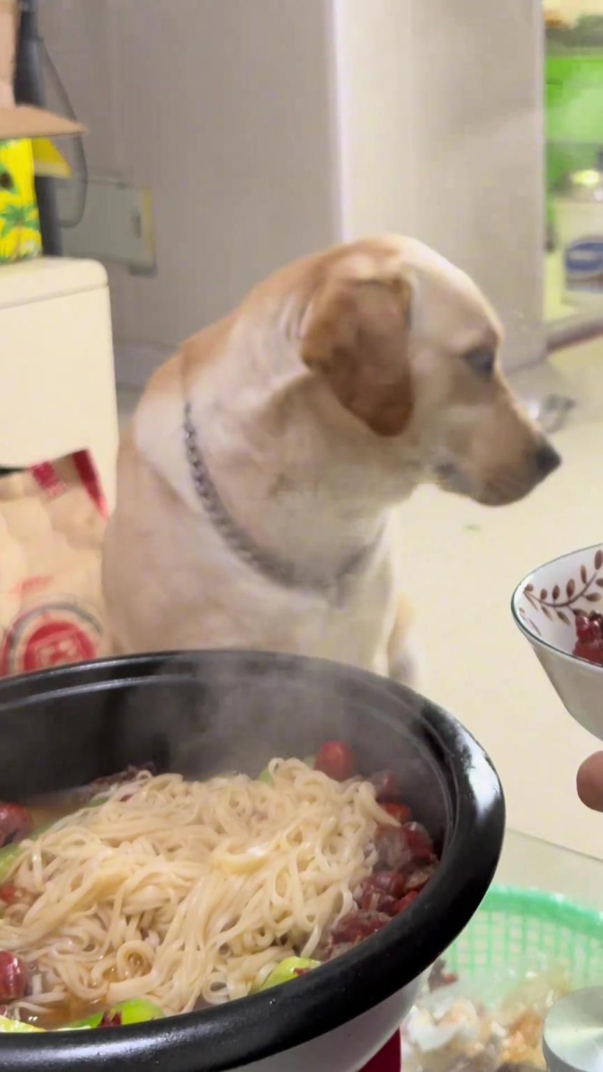 人护食，狗是什么反应？
