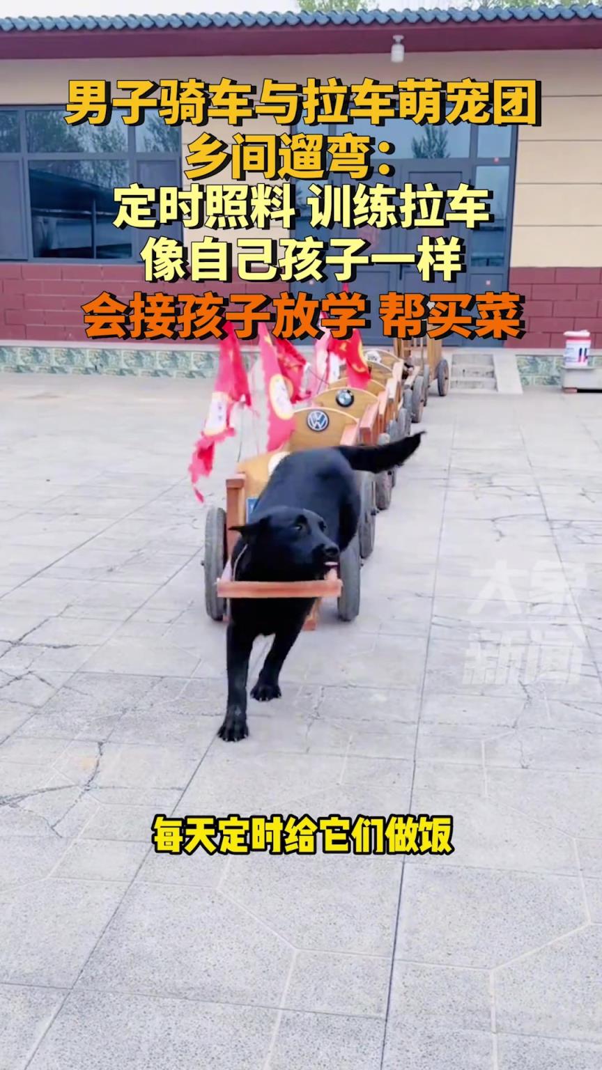 男子骑车与拉车萌宠团乡间遛弯：会接孩子放学，帮买菜