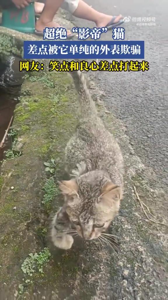 超絕“影帝”貓，差點被它單純的外表欺騙