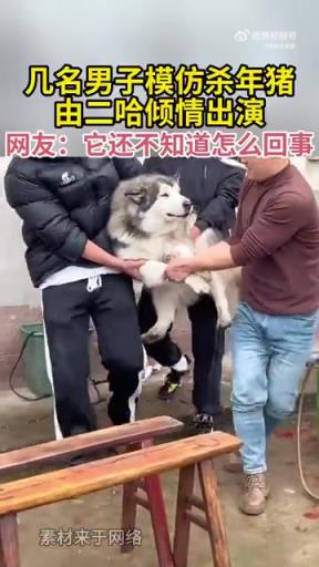 男子用二哈模仿杀年猪引热议!