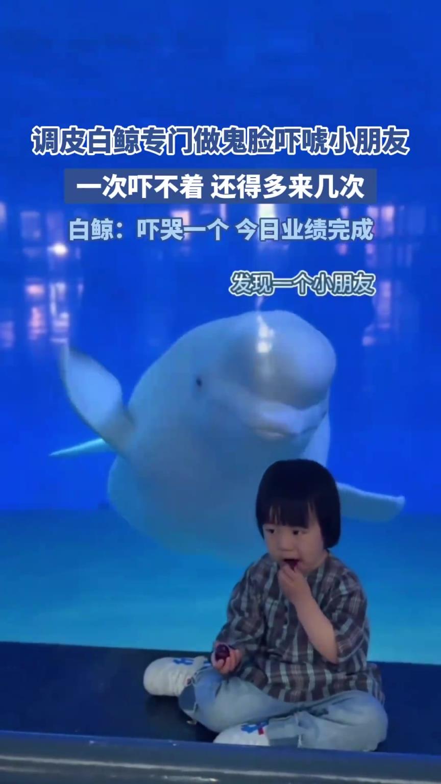 調皮白鯨專門做鬼臉嚇小朋友，一次嚇不著 還得多來幾次