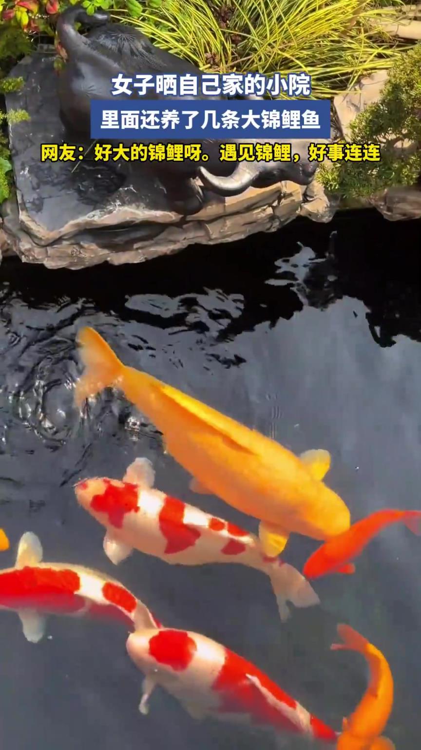 女子曬自己家的小院，里面還養了幾條大錦鯉魚