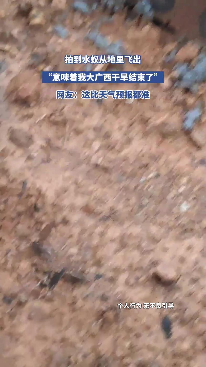 拍到水蟻從地里飛出，意味著我大廣西干旱結束了