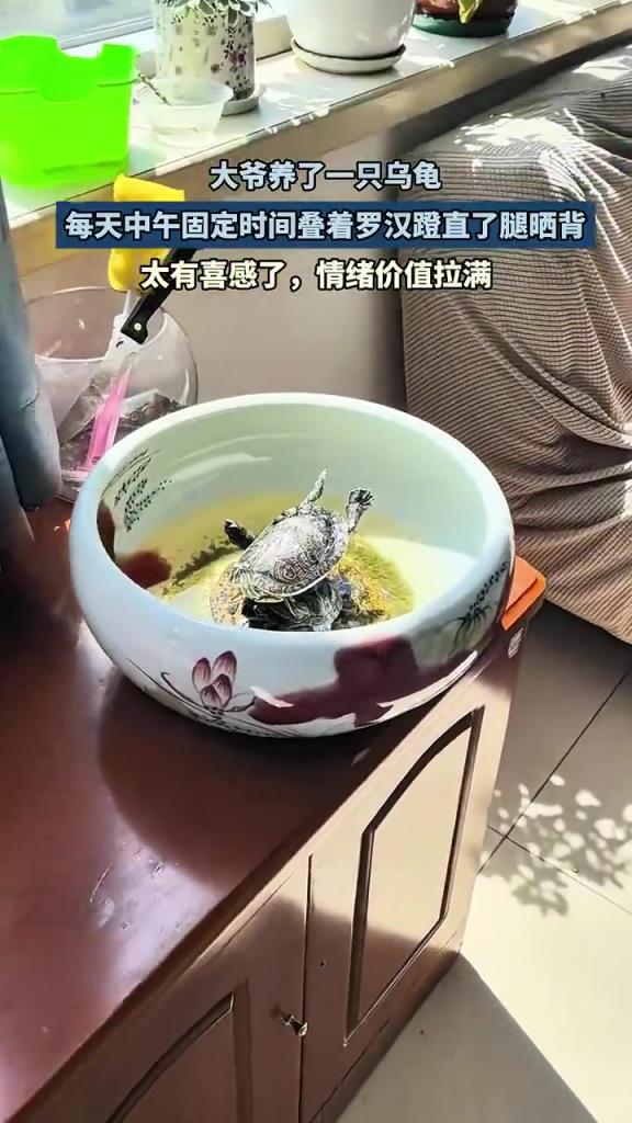大爷养龟叠罗汉晒背姿势喜感!