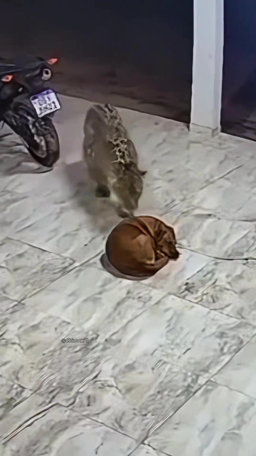 狗都不能感覺到危險在靠近嗎？