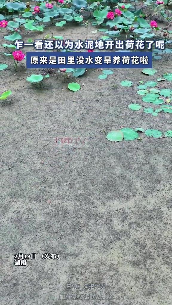 乍一看，还以为水泥地开出荷花了呢