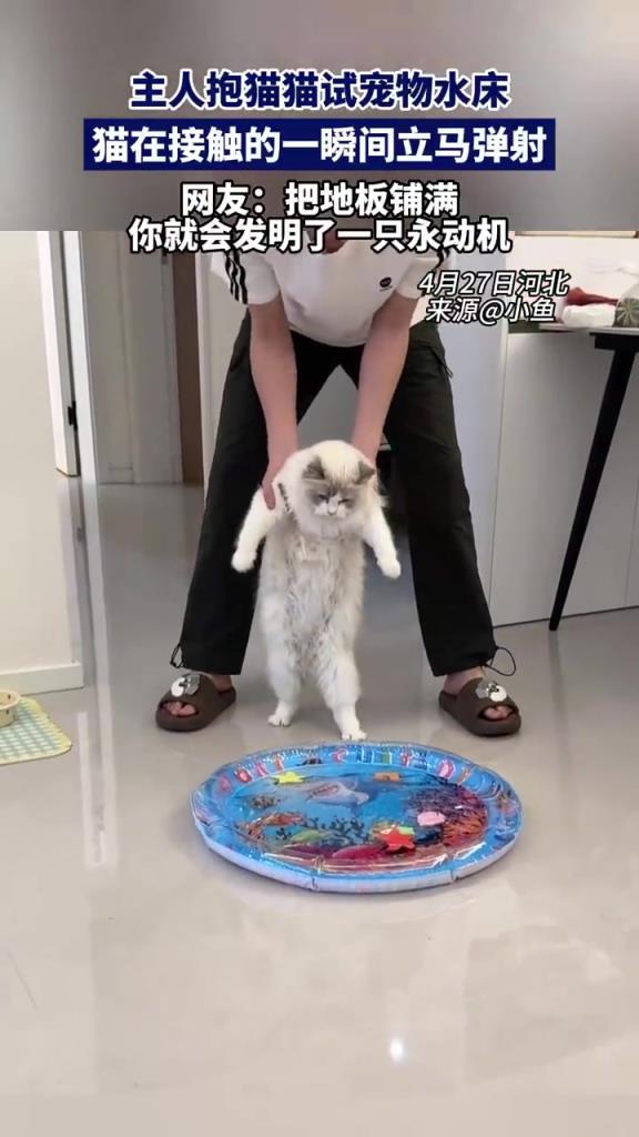 主人抱猫猫试宠物水床，猫在接触的一瞬间立马弹射