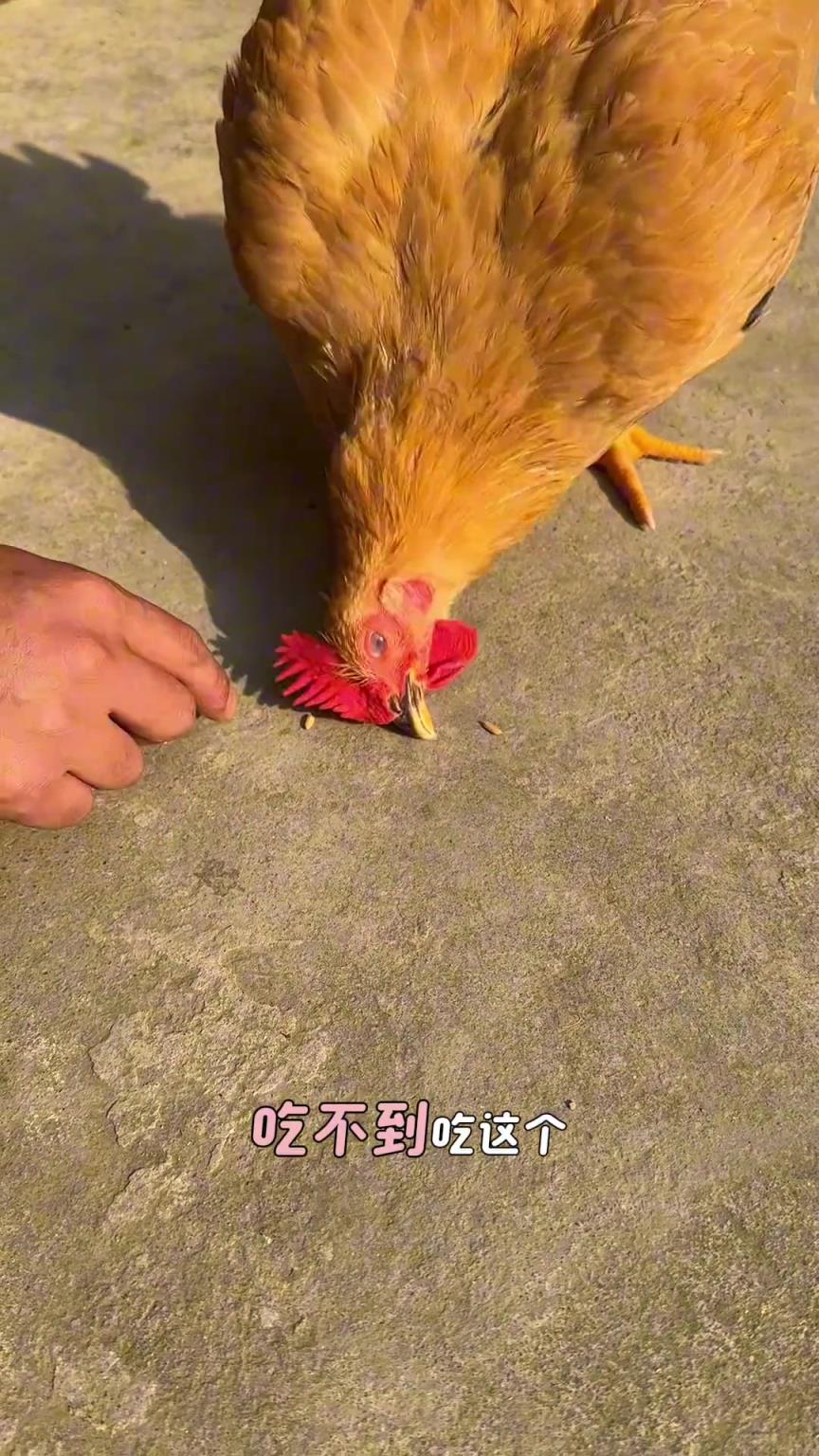它是怎么长这么大的?