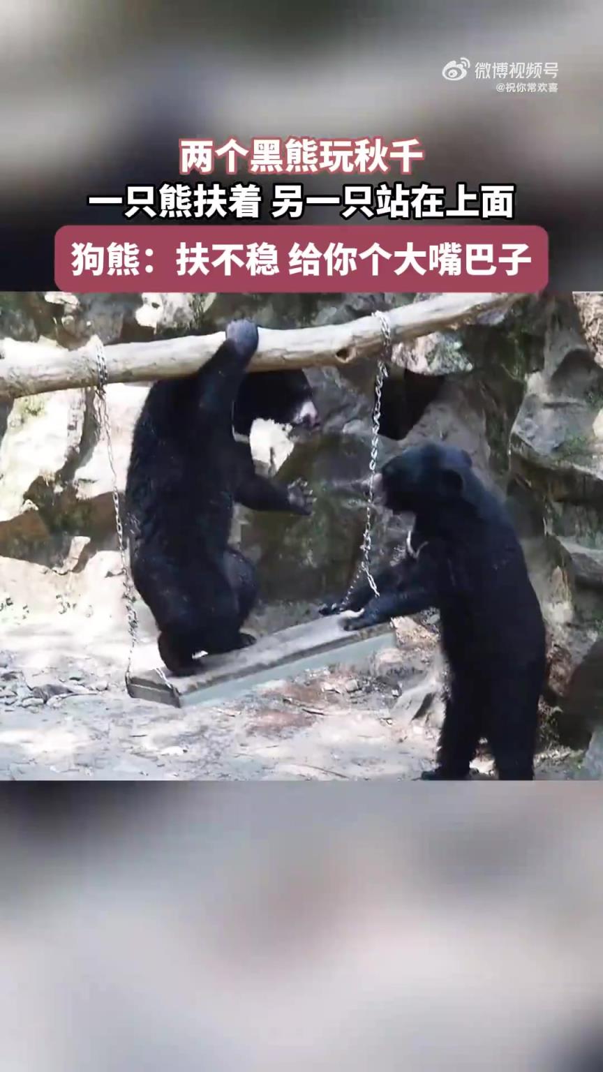 兩只黑熊互動：一只扶秋千，另一只站立其上