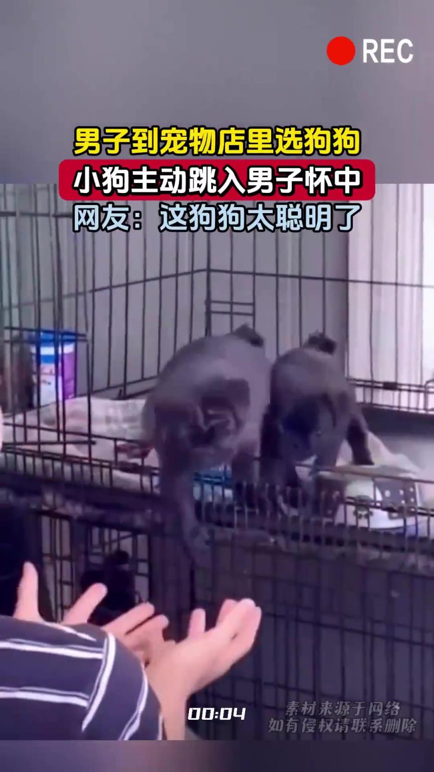 男子到寵物店里選狗狗，小狗主動跳入男子懷中