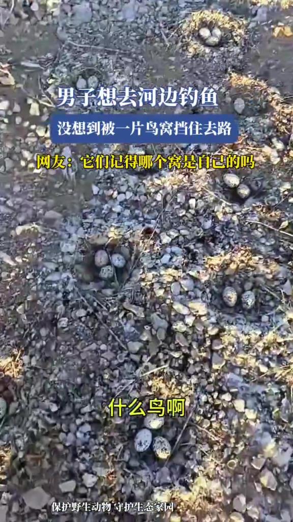 男子想去河邊釣魚，沒想到被一片鳥窩擋住去路