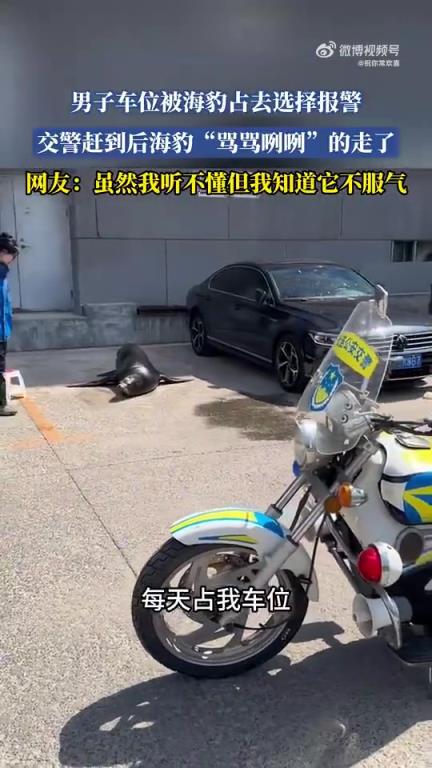 男子車位遭海豹占據報警，交警來后海豹“罵咧”離開