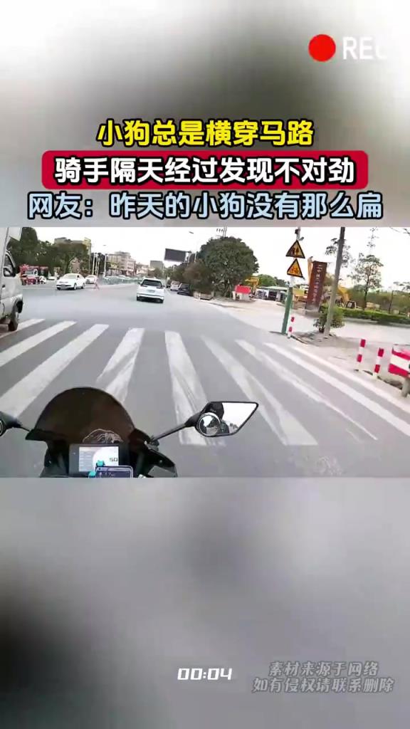 太地狱了！网友：昨天的小狗没有那么扁！