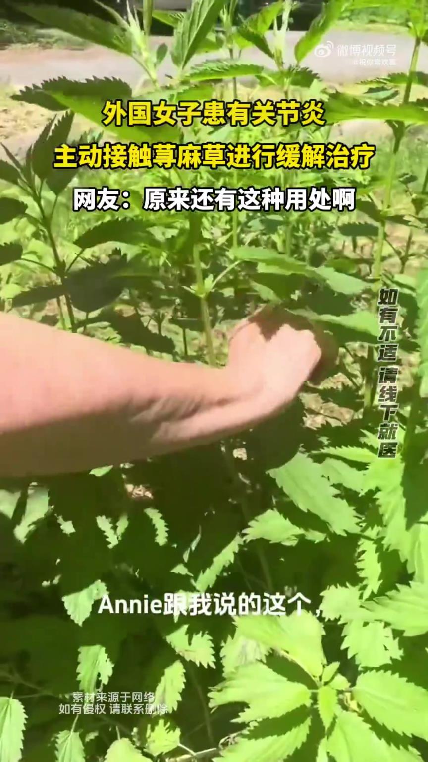 外國女子患關(guān)節(jié)炎，主動用蕁麻草緩解治療
